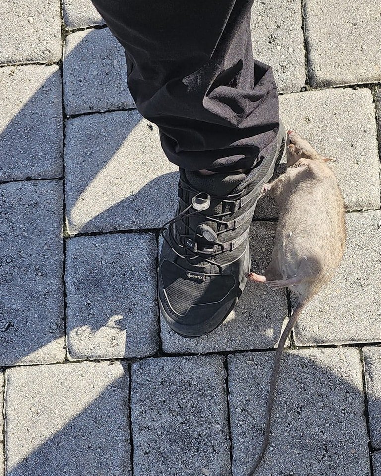 Burn the house down.Yup, Florida has big rats too. This is next to a size 10 men's boot....