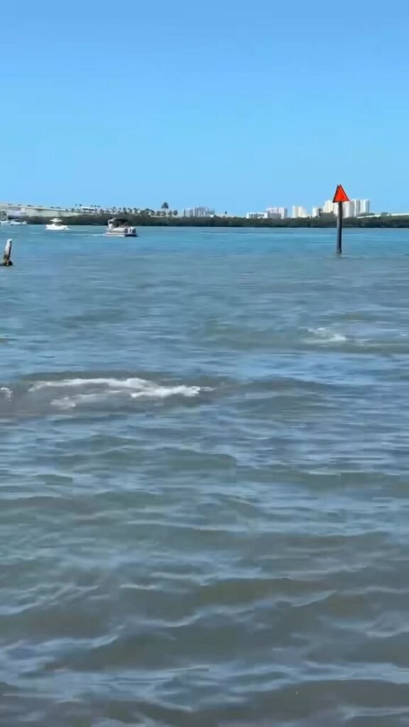WATCH: Boater Strikes Manatee in No Wake Zone Despite Multiple Warnings We’ve obtained disturbing footage of a man reckl...
