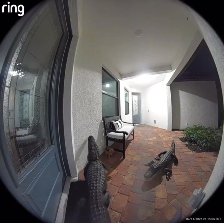 Gators coming home late drunk.