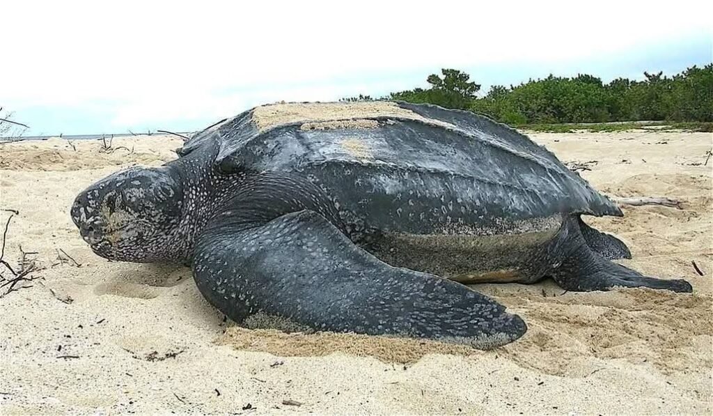 Look at the size of this MASSIVE leatherback sea turtle seen yesterday in Sanibel. Credit: SCCF