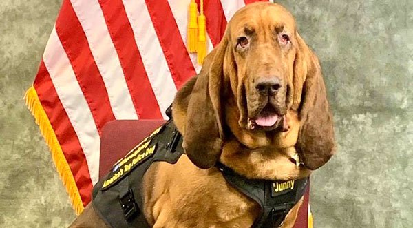 Brevard Sheriff's Office to Host Memorial Service for K9-Junny Tuesday at East Coast Christian Center in Merritt Island at 3 p.m.