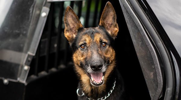 WATCH: Cocoa Police K-9 Officer Draco Wows Crowd at 'Woof It Up' Event at Riverfront Park