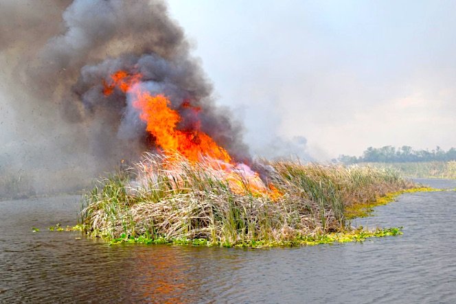 8,226-Acre Prescribed Burn Happening Thursday at Three Forks Conservation Area in Brevard County