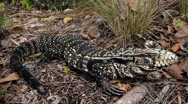 Invasive Lizard Species Sighting in Brevard, Florida Fish and Wildlife Offers Information About the Argentine Black and White Tegu