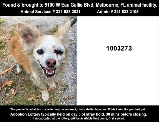 HEARTBREAKING SEARCH: Family Hopes to Reunite Missing Pup with Elderly Owner After Accidental Adoption A local family is...