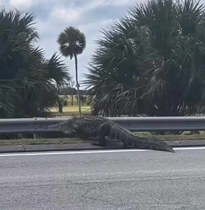 Patrick Space Force Base. Crossing from commissary parking lot to golf course.