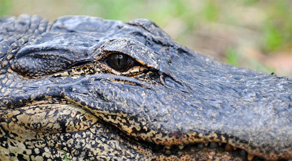 Woman Killed by Alligator After Falling Out of Canoe on Tiger Creek, Near Lake Kissimmee