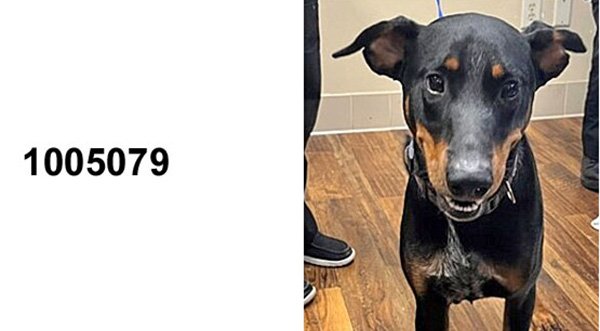 LOST PET ALERT: Miniature Pinscher Found Near Adamson Road in Cocoa, Now at Brevard Sheriff's Animal Care Center