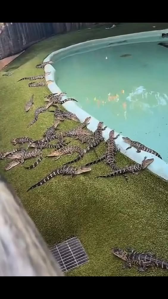 Pool days in Florida.