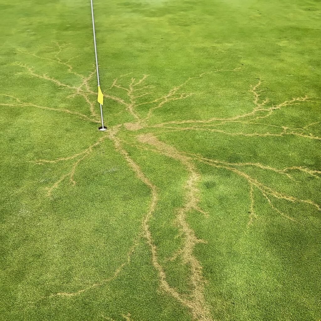 1 in a Billion Hole in One! This is the green at the 3rd hole at Gator Trace Golf course in Fort Pierce. The pin was str...