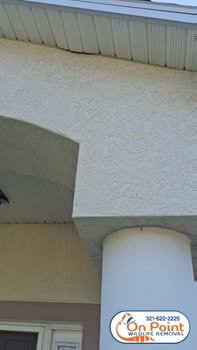 Did you have any idea raccoons could do this to your roof? Watch till the end.