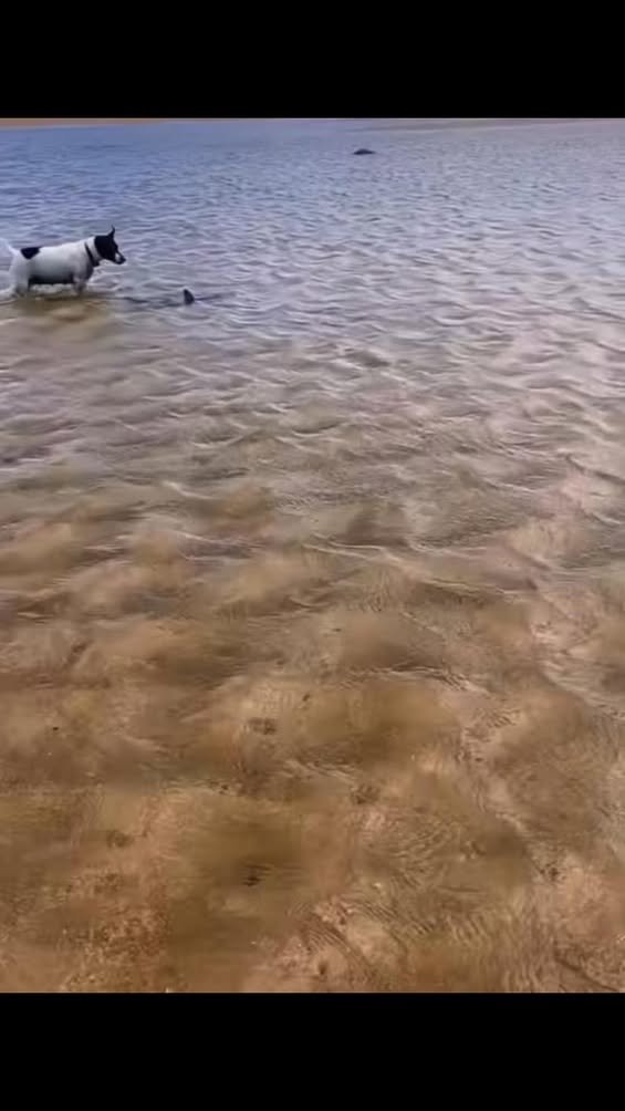 Who’s walking who?