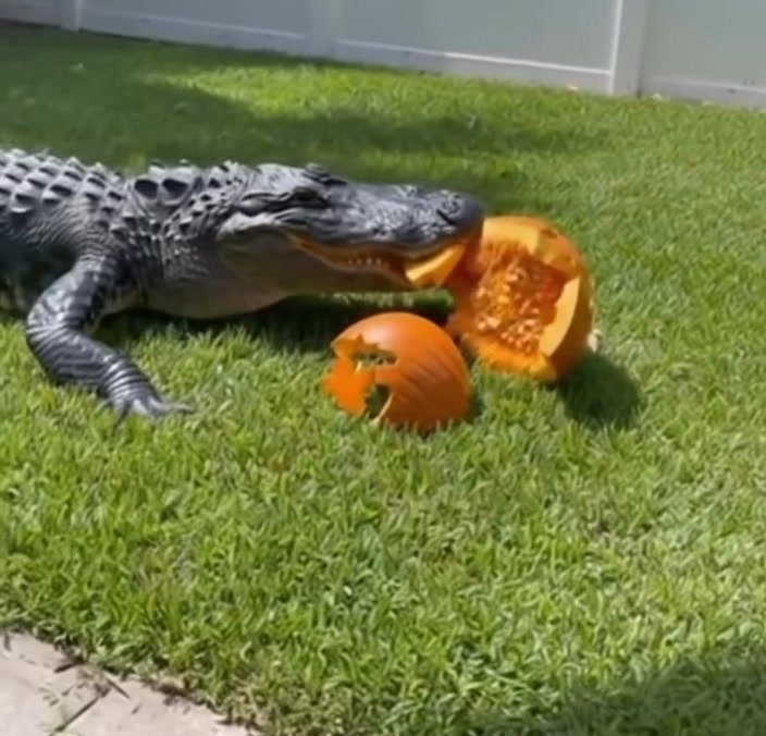 Massive gator captured crushing this man’s jack-o’-lantern in his yard. He’s apparently more of a Christmas fan.