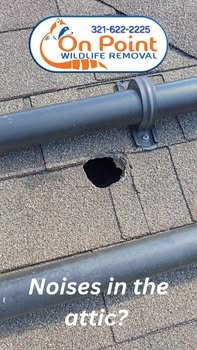 Bet you didn’t know squirrels have a 7,000lb bite strength.