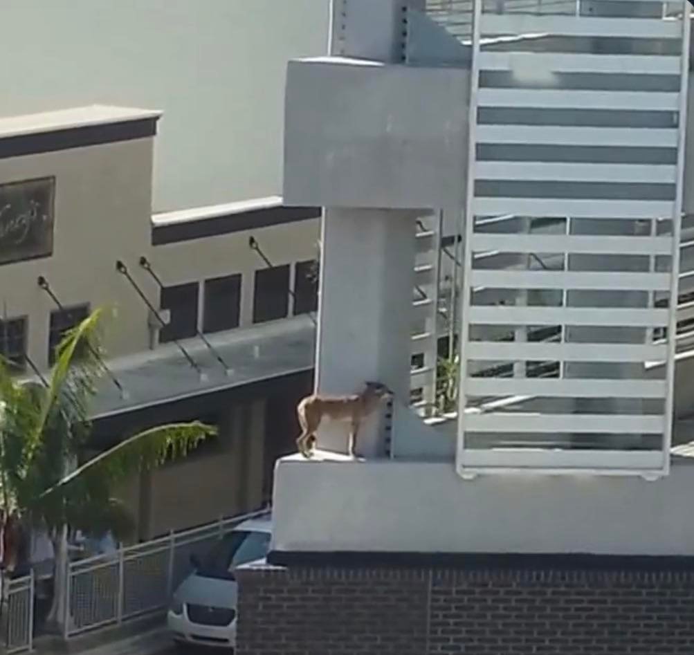 A coyote was trapped on the parking garage at the Luminary Hotel in Downtown Fort Myers, Florida.