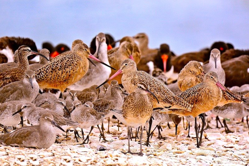 Wintering Shorebirds Return to Brevard: Long-Distance Travelers Touch Down on Space Coast Beaches