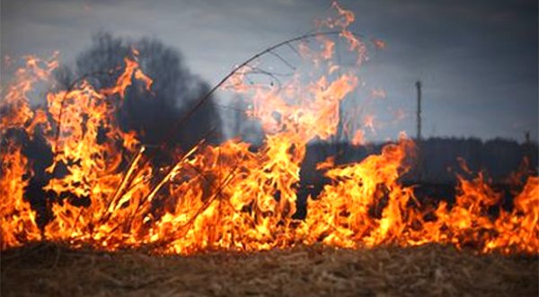 27-Acre Prescribed Burn Happening Today at Malabar Scrub Sanctuary