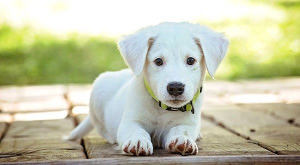 Gov. Ron DeSantis Announces Proposal to Protect Puppies in Florida, Will Put End to 'Unethical' Puppy Mills