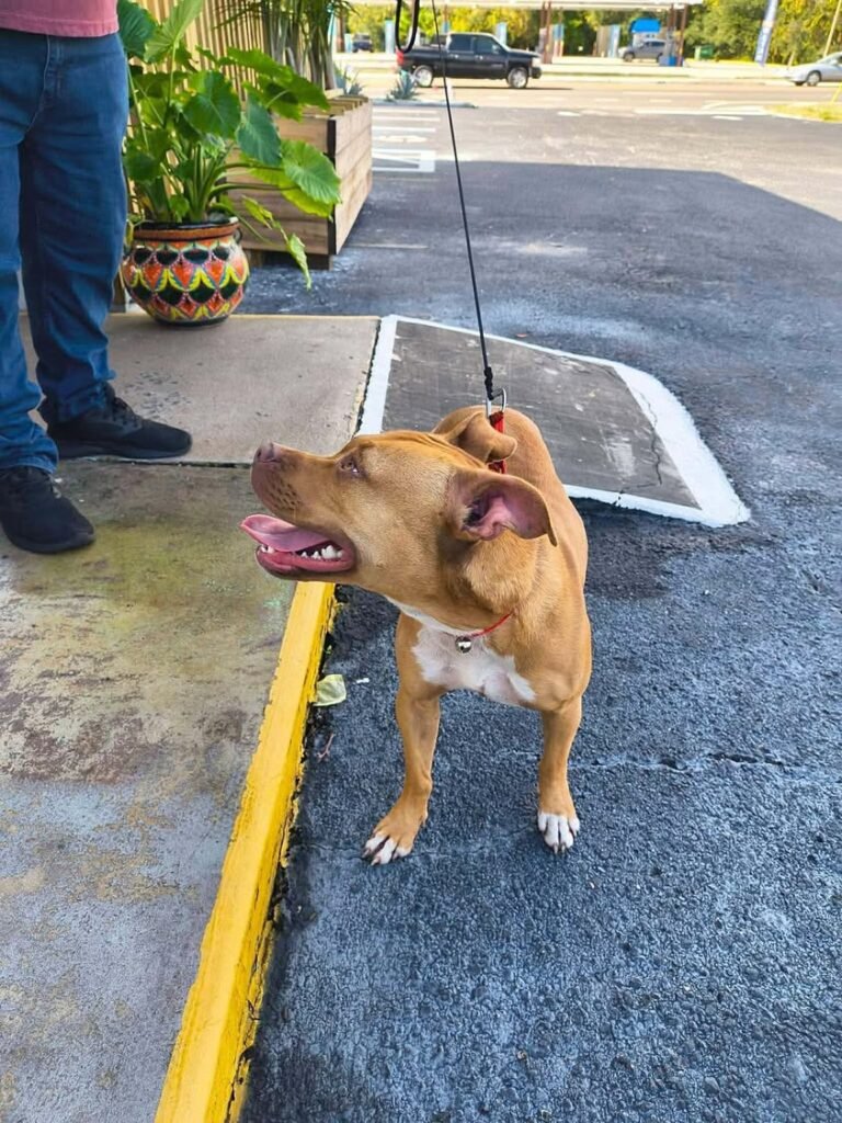 Puppy found off Clearlake near the dollar general in Cocoa.