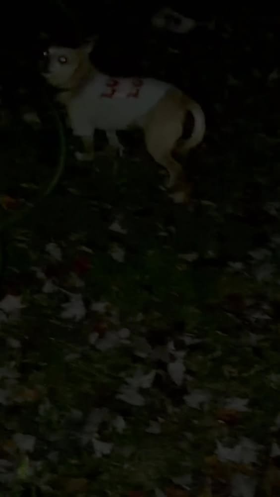 Lost dog at 1278 Lamplighter. I can’t catch him but he’s running in traffic