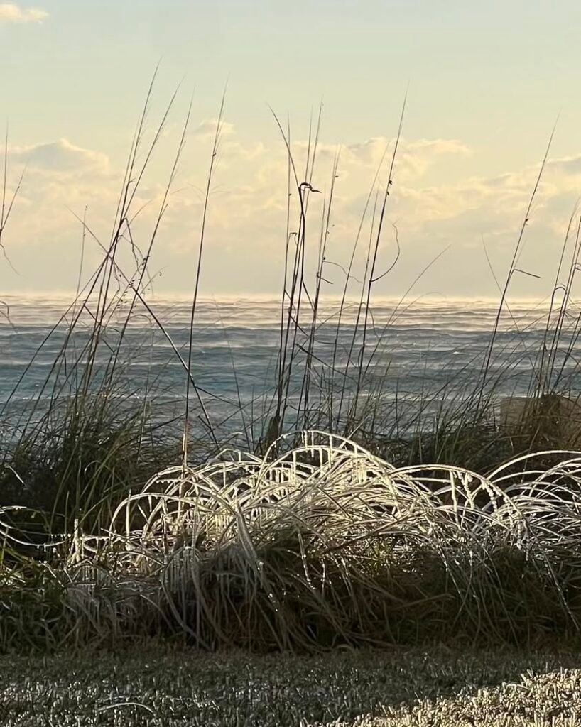 Ever seen icicles on sea oats?