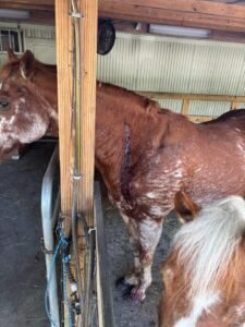 FAILED TARGET PRACTICE SENDS ROUNDS INTO NEIGHBOR’S HOME, STRIKES HORSE A Martin County man has been arrested after fir...