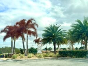 Lots of dead trees and plants from the cold weather last week. Did you lose any?