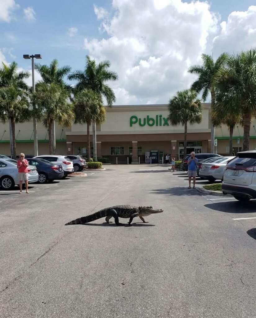 Be sure to return your carts.