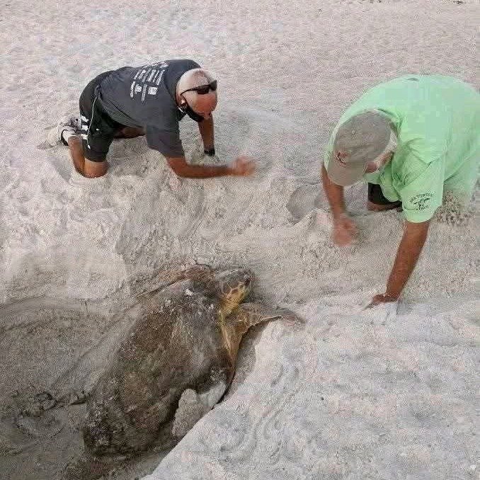 THIS is why you fill in your holes before leaving the beach. A sea turtle in Islamorada was found trapped in a deep hole...