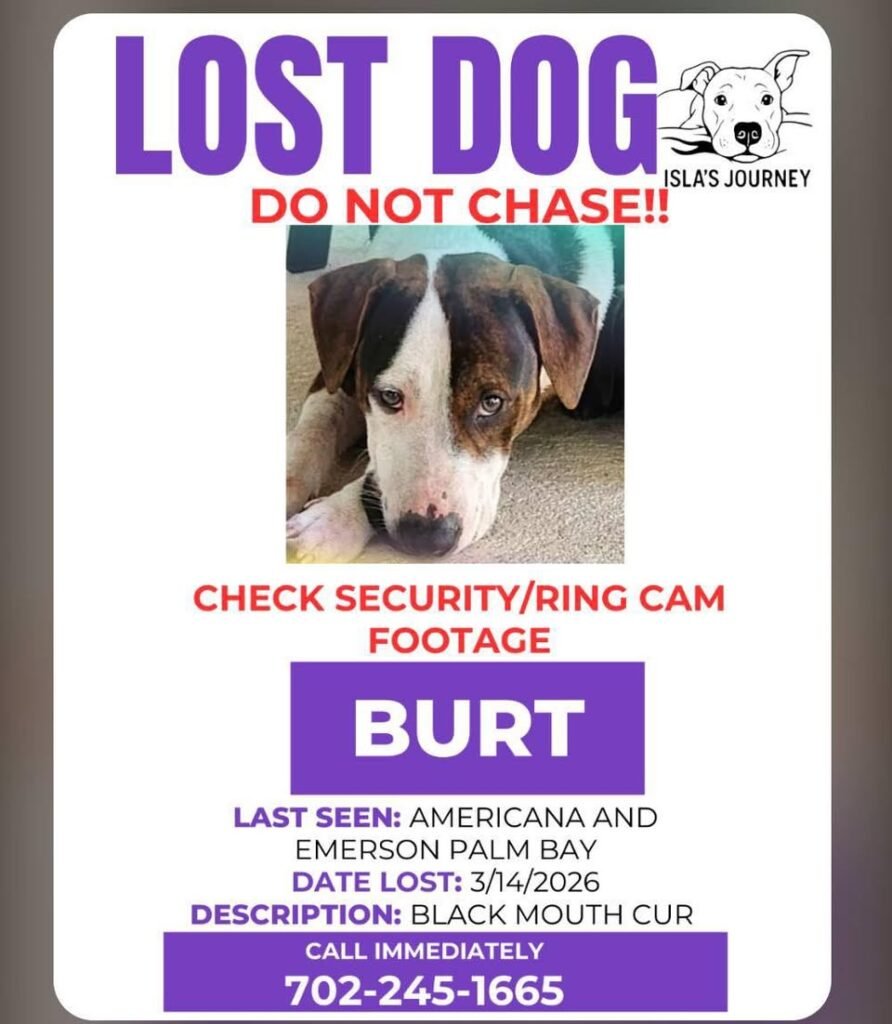 Lost Dog in Palm Bay.