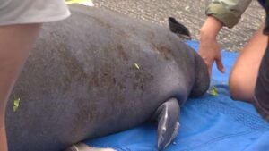 Manatee Melby returns home, drawing crowd to Brevard County park