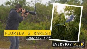 the bird that only lives in Florida