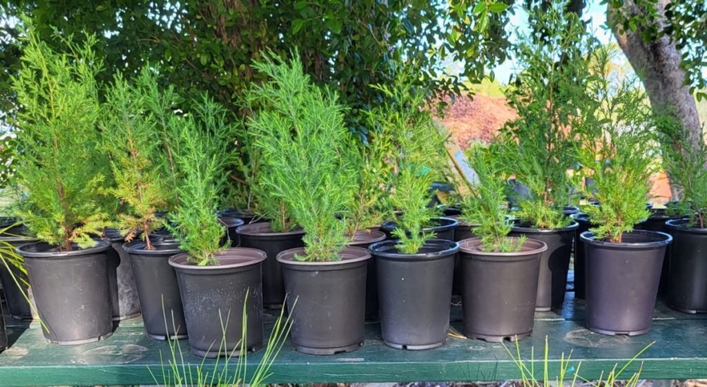 Earth Day/Arbor Day Free Tree Sapling Giveaway