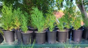 Earth Day/Arbor Day Free Tree Sapling Giveaway