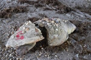 Sad find on Cocoa Beach today
We...