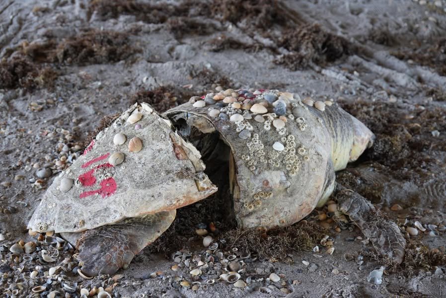Sad find on Cocoa Beach today
We...
