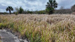 Years of crime, death, push for change