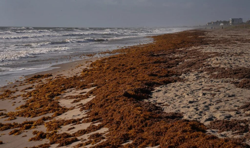 Florida beaches brace for record 'sargassum summer' of stinky seaweed