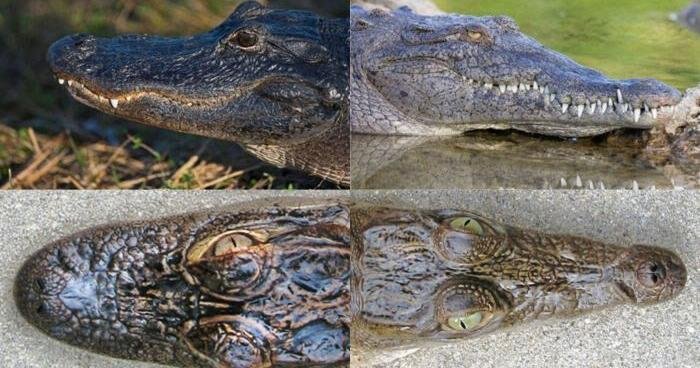 Stay GatorWise, go CrocWise this summer | Brevard County