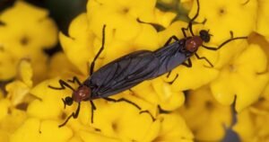 Lovebugs are back! | Melbourne