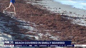 Sargassum seaweed piles up on Space Coast beaches