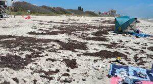 Sargassum returns to Florida's Space Coast beaches