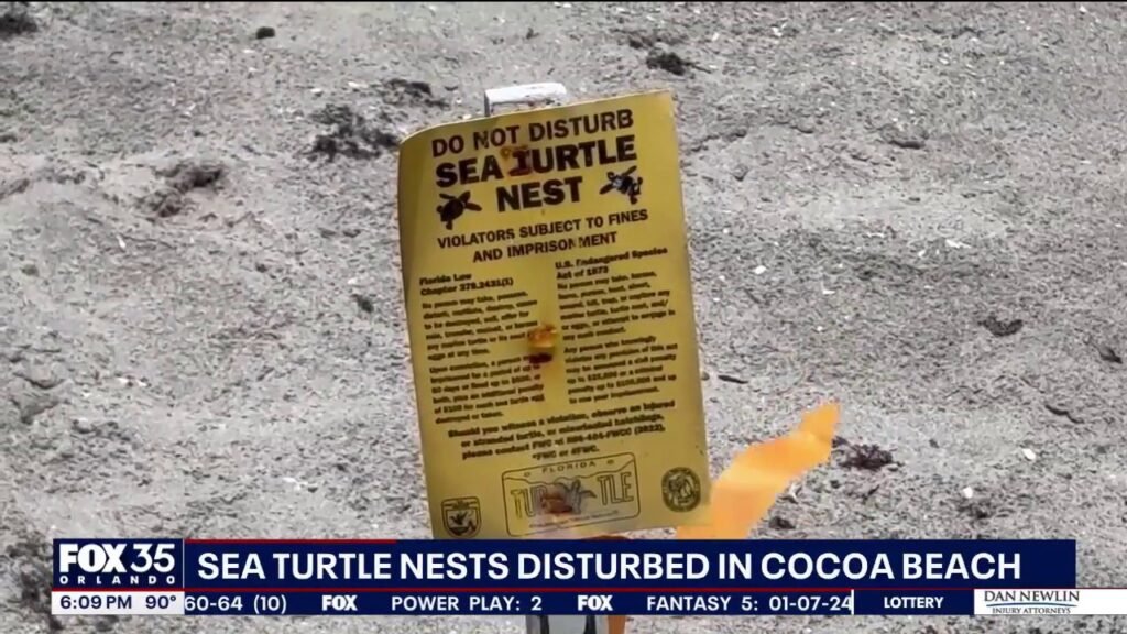 Officials investigate tampered sea turtle nests on Cocoa Beach - FOX 35 Orlando