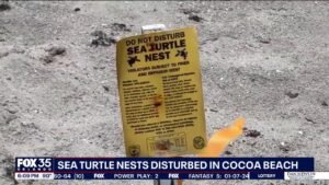 Officials investigate tampered sea turtle nests on Cocoa Beach - FOX 35 Orlando