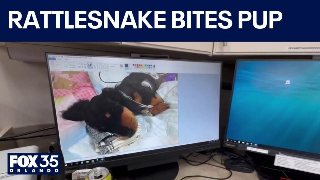 Puppy survives near-fatal rattlesnake attack in Brevard County - FOX 35 Orlando