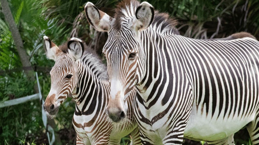 Brevard Zoo offers free child admission for Florida residents on select May dates – Sebastian Daily