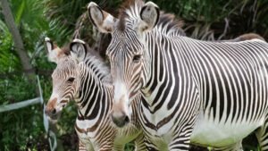 Brevard Zoo offers free child admission for Florida residents on select May dates – Sebastian Daily