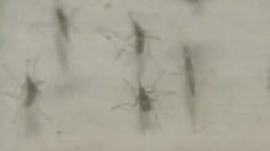 Mosquito-borne virus detected in Central Florida as summer begins