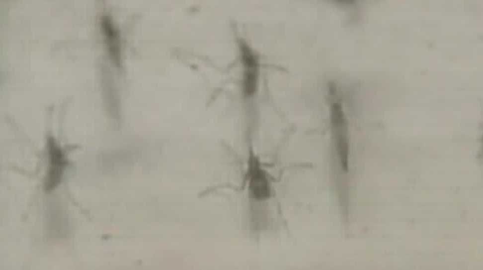 Mosquito-borne virus detected in Central Florida as summer begins
