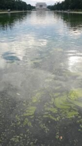 The reflection pool is completely green with algae again and will likely remain that way.An algae bloom has turned the L...